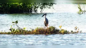 Now, the forest department is attempting to rope in the same: The wider industry impact