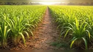 Red rot, a fungal disease, has damaged the widely grown Co.0238: The wider industry impact