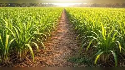 Red rot, a fungal disease, has damaged the widely grown Co.0238: The wider industry impact