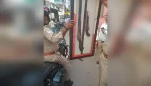 Pigeon cages, 100 rats, vintage guns recovered from house