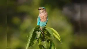 Indian roller birds sighted at farms in Kharghar, Navi Mumbai: The wider industry impact