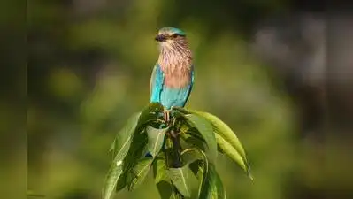 Indian roller birds sighted at farms in Kharghar, Navi Mumbai: The wider industry impact