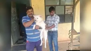 District sets target of 18.5k anti-rabies vaccinations: The wider industry impact