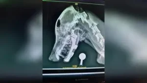 Custom 3D-printed titanium implant by Mumbai vets gives new lease of life to stray dog with smashed