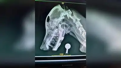 Custom 3D-printed titanium implant by Mumbai vets gives new lease of life to stray dog with smashed