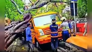 Mumbai: Multiple factors caused a peepal tree to crash on a school bus, killing an 11-year-old