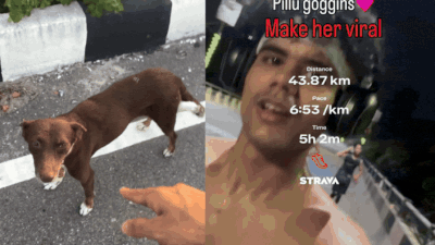 Meet Pillu Goggins, the stray who ran 38km without missing a beat — 'Pichhle janam mein athlete
