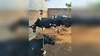 Nearly 81% of these are concentrated in just four districts — Beed (205 tankers), Ahilyanagar