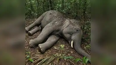 As many as 84 wild jumbos died of human aggression, including poaching and poisoning
