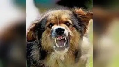Kanpur: A 42-year-old man was seriously injured after being attacked by a pack of stray dogs