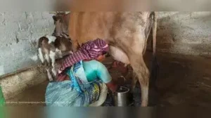 Shripad Chitale, senior partner at Chitale Group, said milk: The wider industry impact