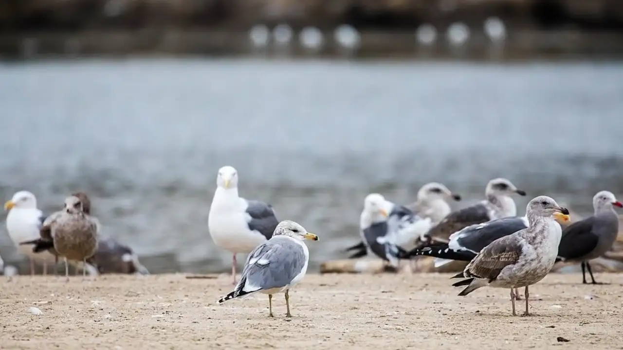 Malibu Lagoon underwent a major restoration in 2012 after years of poor water circulation