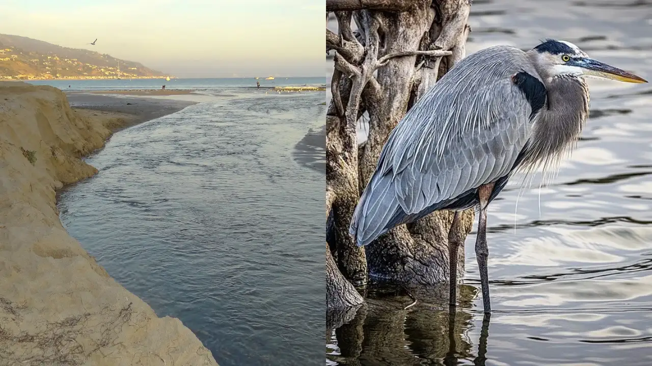 Malibu Lagoon underwent a major restoration in 2012 after years of poor water circulation