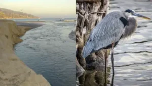 Malibu Lagoon underwent a major restoration in 2012 after years of poor water circulation