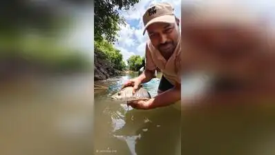 One of the biggest casualties was the Deccan mahseer, Maharashtra’s: The wider industry impact