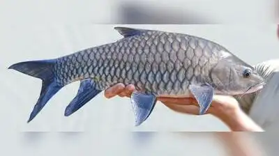One of the biggest casualties was the Deccan mahseer, Maharashtra’s: The wider industry impact