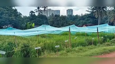 A view of the experimental farm of Krishi Vigyan Kendra, Dakshina: The wider industry impact