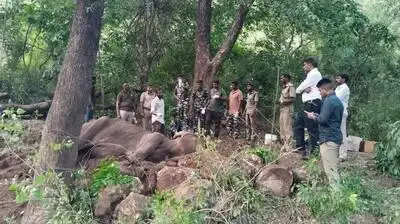 Female elephant dies despite treatment in ATR: The wider industry impact