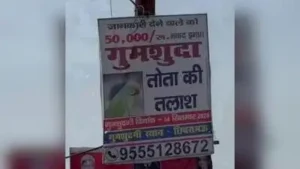 Kannauj man offers Rs 50,000 to bring parrot back home — Gone with the wings