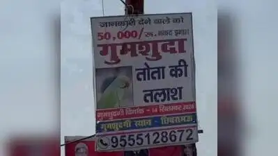 Kannauj man offers Rs 50,000 to bring parrot back home — Gone with the wings