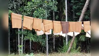 Natural rubber prices in the domestic market hit a record Rs 285.50: The wider industry impact