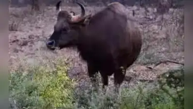 Kanpur: A three-year-old male bison died at Kanpur Zoo on Friday after being gored by another