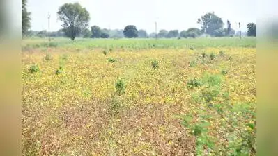 Central team visits Marathwada farms amid rain deficit & low reservoir levels — Taking stock