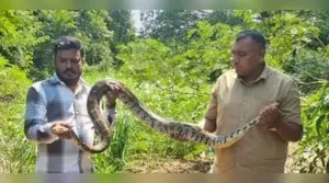 Four snakes and a monitor lizard were rescued from various parts of Navi Mumbai and Mumbai