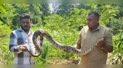 Four snakes and a monitor lizard were rescued from various parts of Navi Mumbai and Mumbai