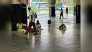 Stray dogs bite at least 20 commuters at Chennai Central in two months