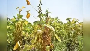 40% crop-loss assessment completed in Nashik, final report expected: The wider industry impact