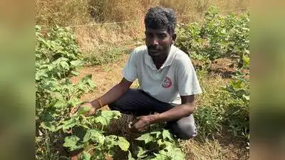 For farmers across Maharashtra ’s vast cotton belt, the drought is: The wider industry impact