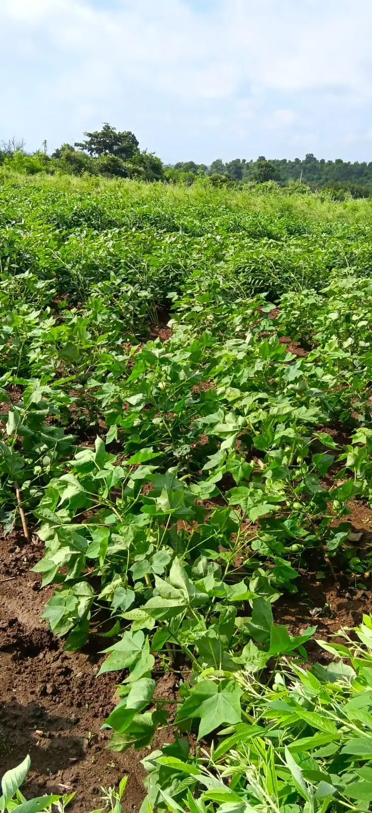 For farmers across Maharashtra ’s vast cotton belt, the drought is: The wider industry impact