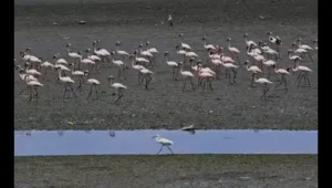 If their feeding and resting habitats continue to deteriorate: The wider industry impact