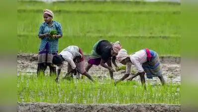 There are similar instances in the past, such as full-fledged crop: The wider industry impact