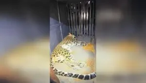 Leopard captured within 20 hours after a fatal attack on woman in Baglan in Nashik district