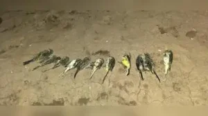 No other bird species was found dead in nearby locality, however, near around 5 to 6 birds got