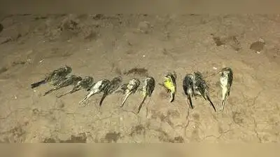 No other bird species was found dead in nearby locality, however, near around 5 to 6 birds got