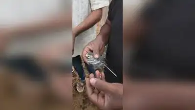 No other bird species was found dead in nearby locality, however, near around 5 to 6 birds got