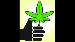 Mumbai: Police have destroyed illegal cannabis saplings that were found in the hilly areas near