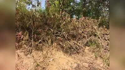 Heritage activist flags alleged tree cutting at Naya Qila, seeks forest dept inquiry