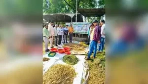Fodder conservation, hydroponics in focus as Nashik division battles: The wider industry impact