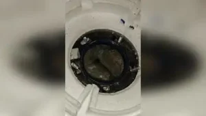 DRI seizes hydroponic weed worth Rs 2.7 crore hidden inside geyser at RGIA