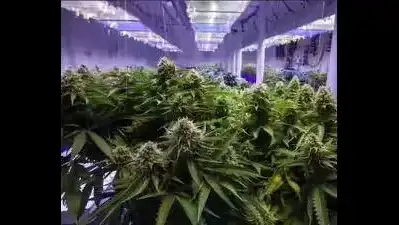 Chennai: Customs sleuths arrested an Indian flyer in possession of 2 kg of hydroponic weed
