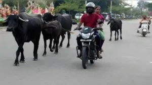 Stray cattle turn Picket, West Marredpally roads into traffic maze: The wider industry impact