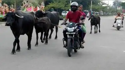 Stray cattle turn Picket, West Marredpally roads into traffic maze: The wider industry impact
