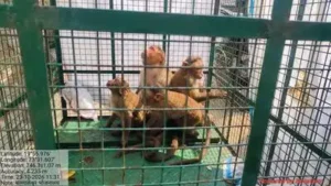 “We have started trapping monkeys in Trimbakeshwar ahead of President Droupadi Murmu’s visit