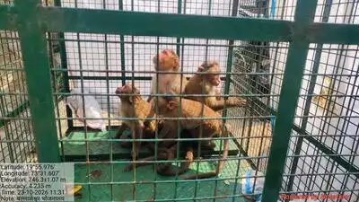 “We have started trapping monkeys in Trimbakeshwar ahead of President Droupadi Murmu’s visit
