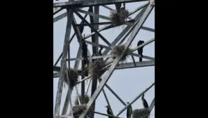 Great cormorants nest on transmission pylons: The wider industry impact