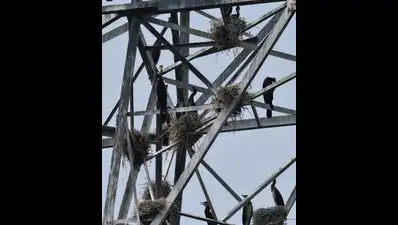 Great cormorants nest on transmission pylons: The wider industry impact